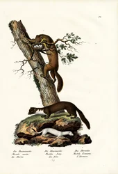 Martín dulce, 1824